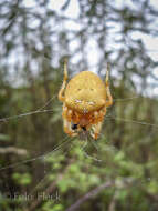 Image of Araneus pallidus (Olivier 1789)