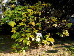 Imagem de Aesculus parviflora Walt.