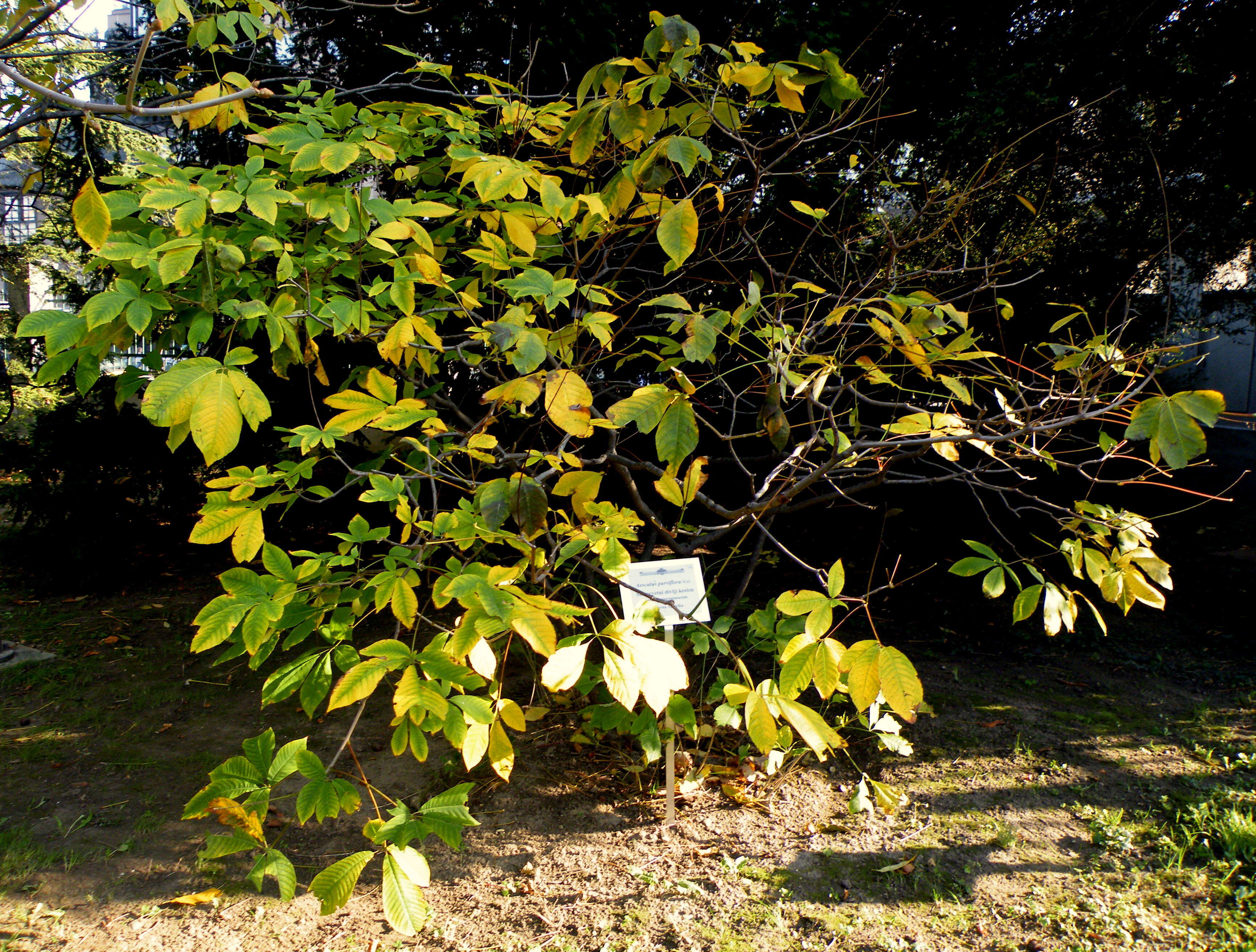 Imagem de Aesculus parviflora Walt.