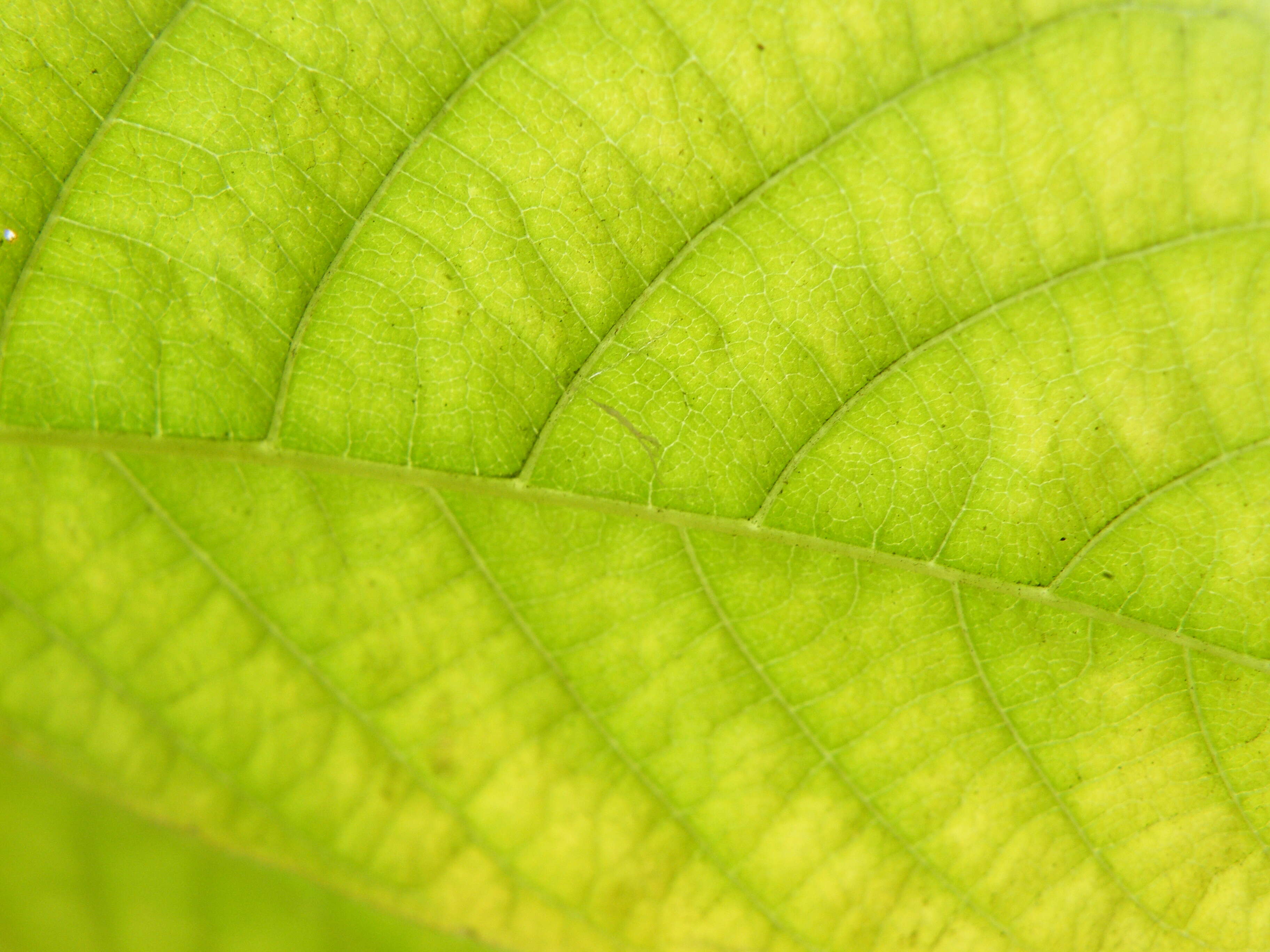 Imagem de Aesculus parviflora Walt.