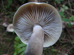 Imagem de Tricholoma portentosum (Fr.) Quél. 1873