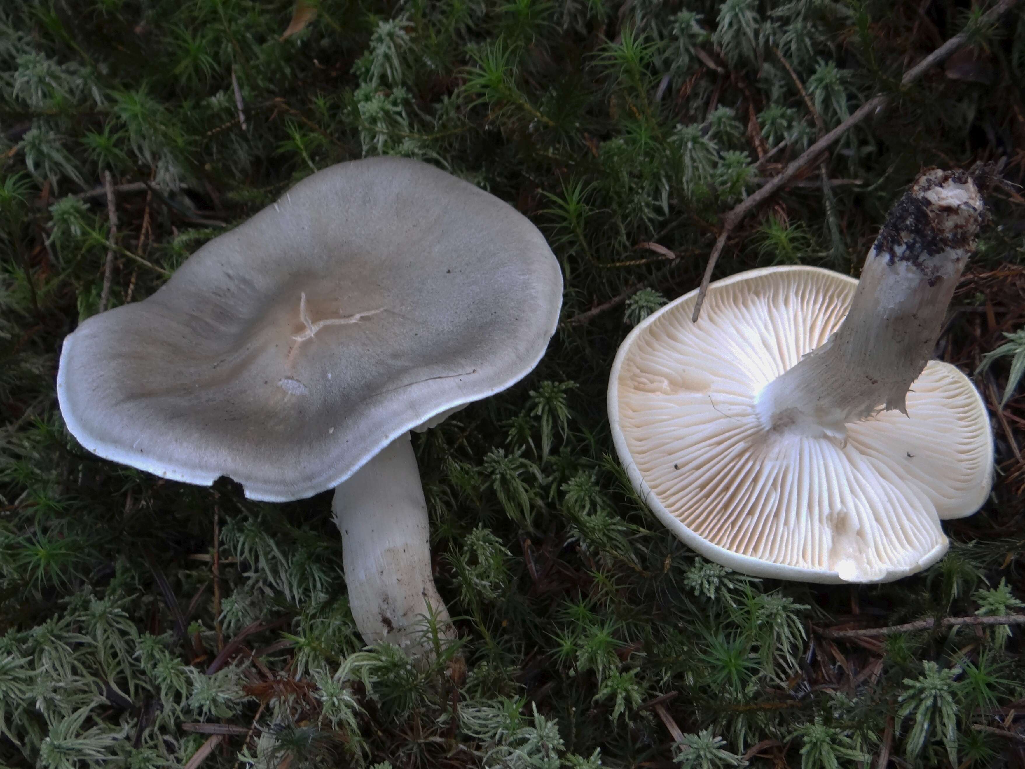 Imagem de Tricholoma portentosum (Fr.) Quél. 1873