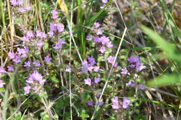 Image of Thymus sergievskajae Karav.