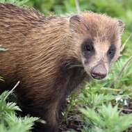 Image of Japanese Badger