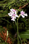 Galearis rotundifolia (Banks ex Pursh) R. M. Bateman resmi