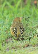 Image of Cape Weaver