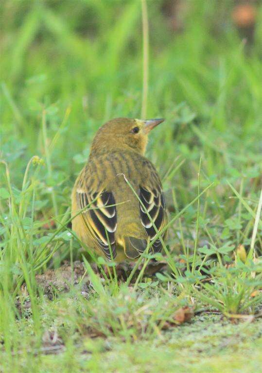 Image of Cape Weaver