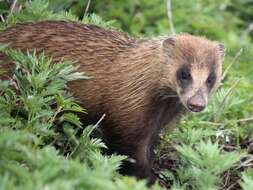 Image of Japanese Badger