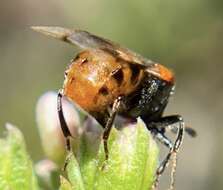 Image of Ripiphorus mutchleri Rivnay 1929