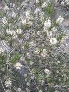 صورة Callistemon paludosus F. Müll.