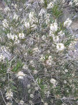 Image of river bottlebrush