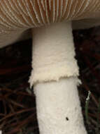 Image of Amanita rhoadsii (Murrill) Murrill 1939