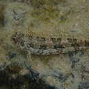 Image of Belted blenny