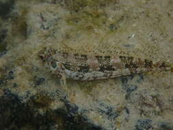 Image of Belted blenny