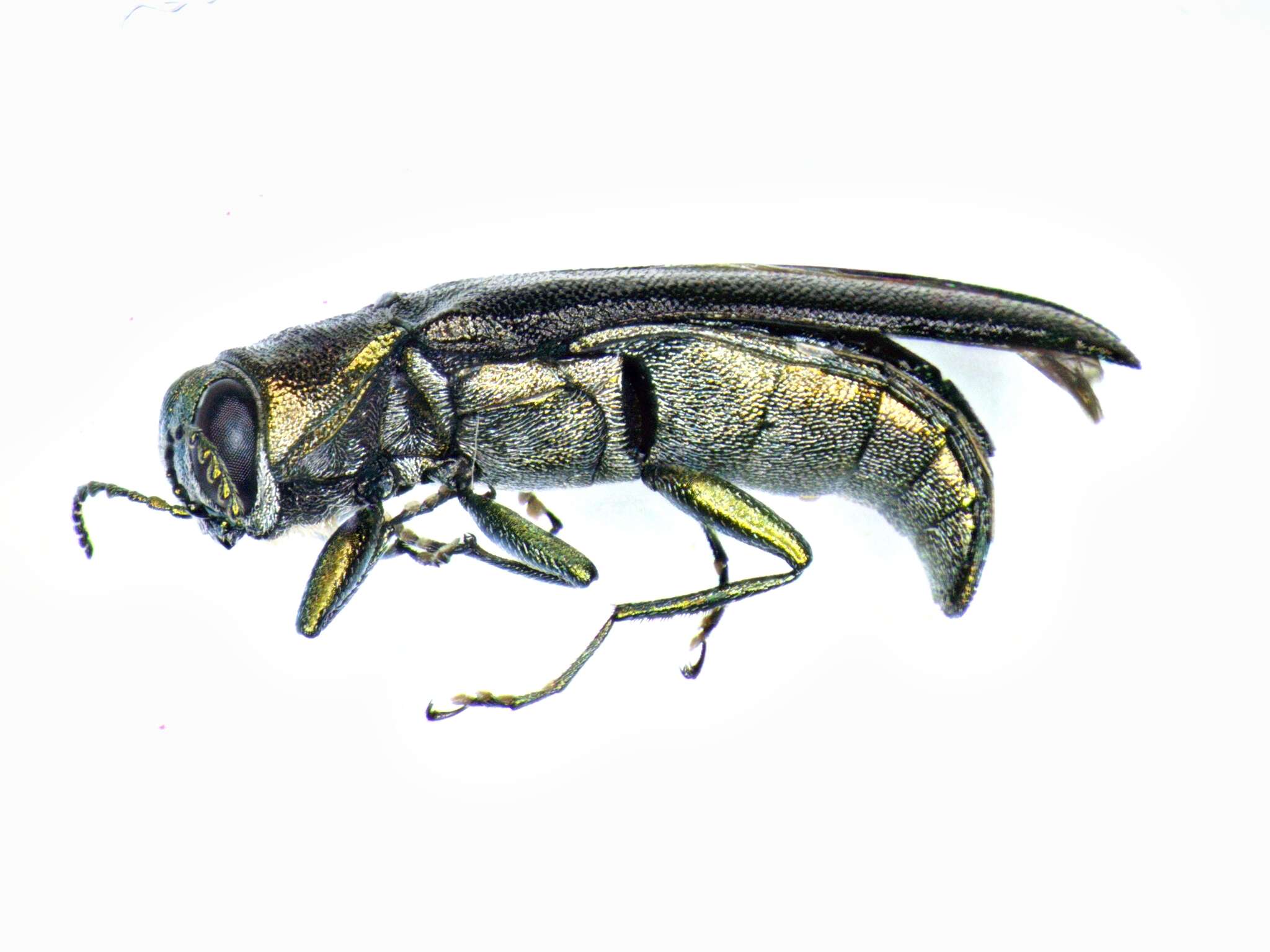 Image of Agrilus masculinus Horn 1891