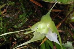 Imagem de Aeranthes caudata Rolfe