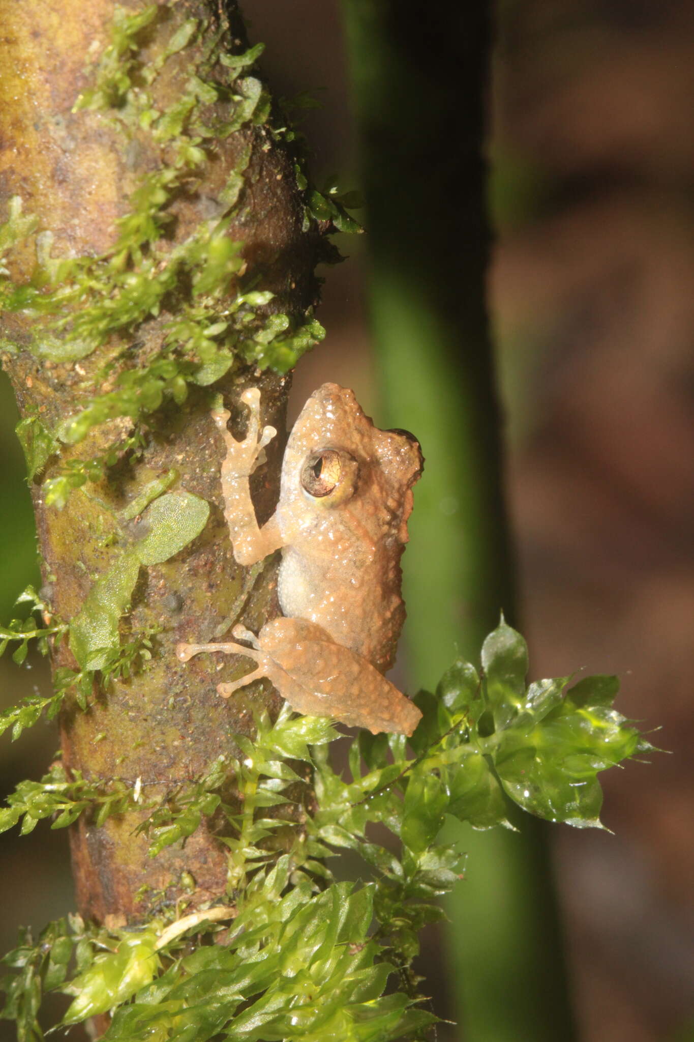 Plancia ëd Pristimantis cerasinus (Cope 1875)