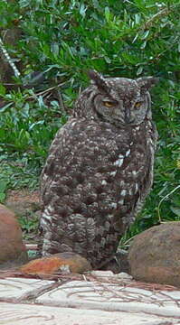 Image of Bubo africanus africanus (Temminck 1821)