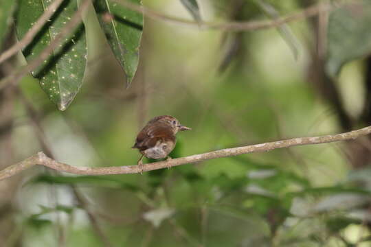 Image of Javan Fulvetta