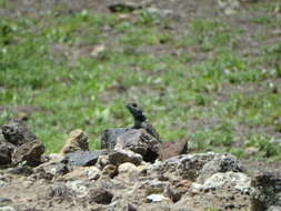 Sceloporus mucronatus Cope 1885 resmi