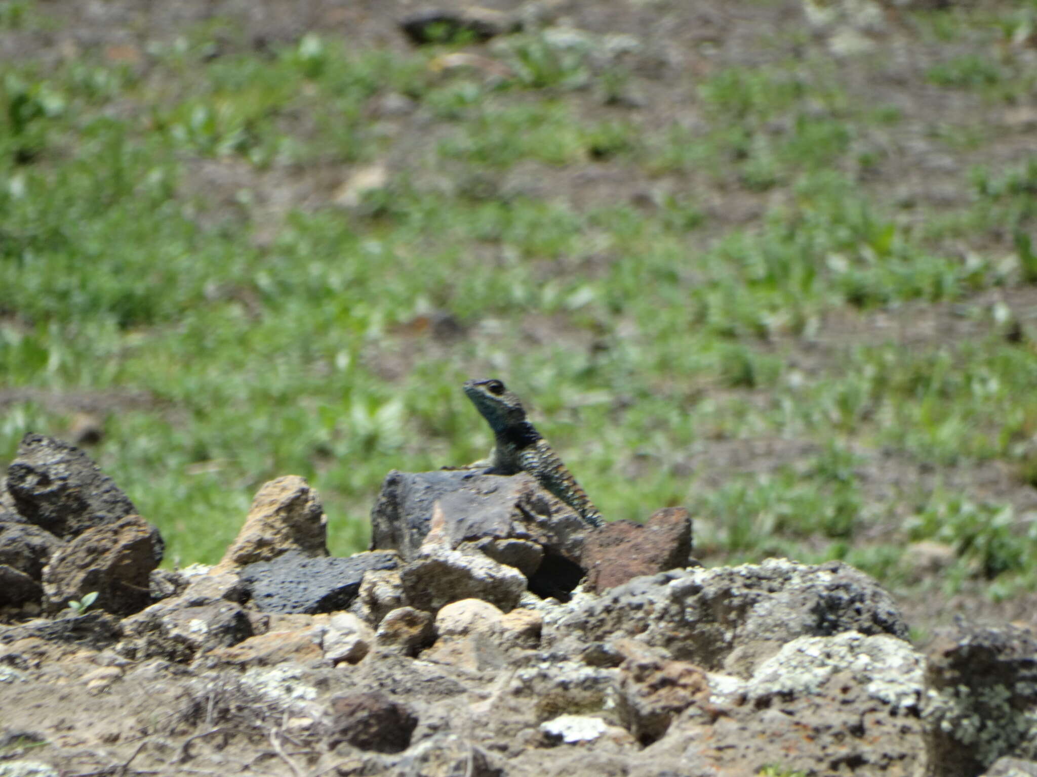 Plancia ëd Sceloporus mucronatus Cope 1885