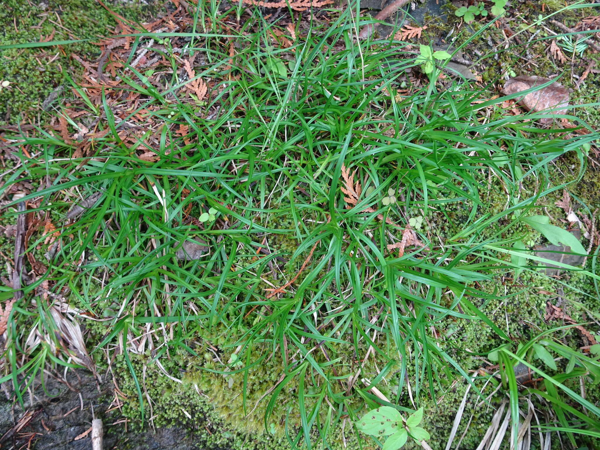 Image of low northern sedge