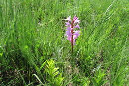 Imagem de Watsonia pulchra N. E. Br. ex Goldblatt