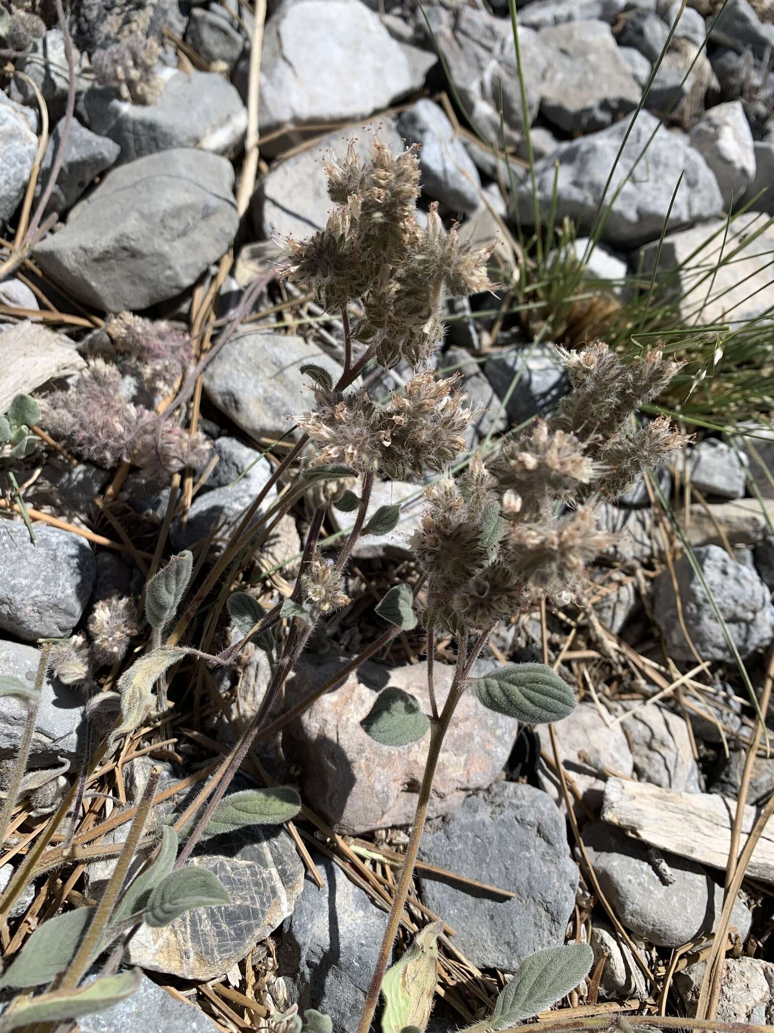 Image of Charleston phacelia