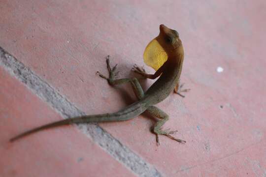 Image of Saint Lucia tree lizard