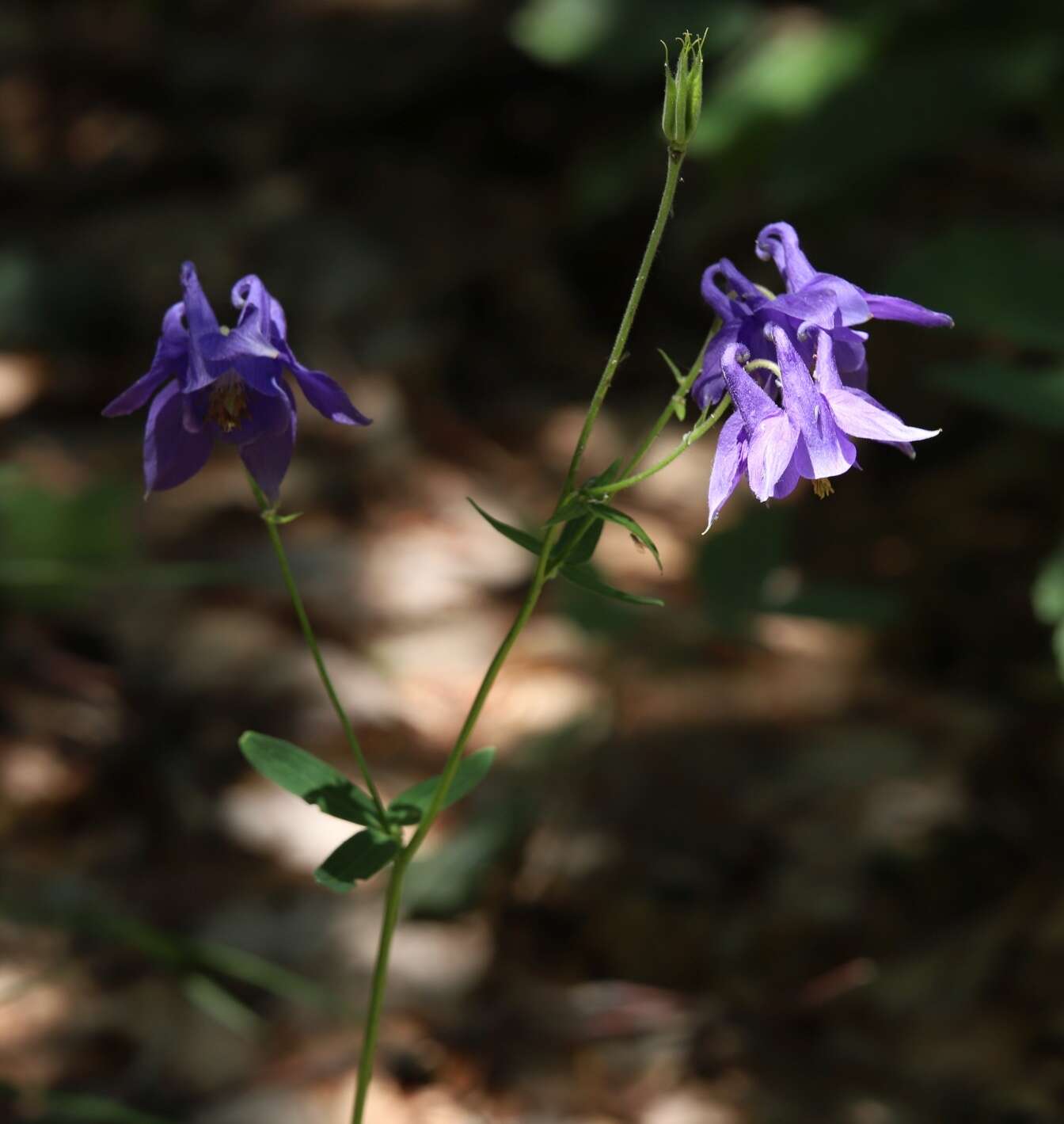 Слика од Aquilegia nigricans Baumg.