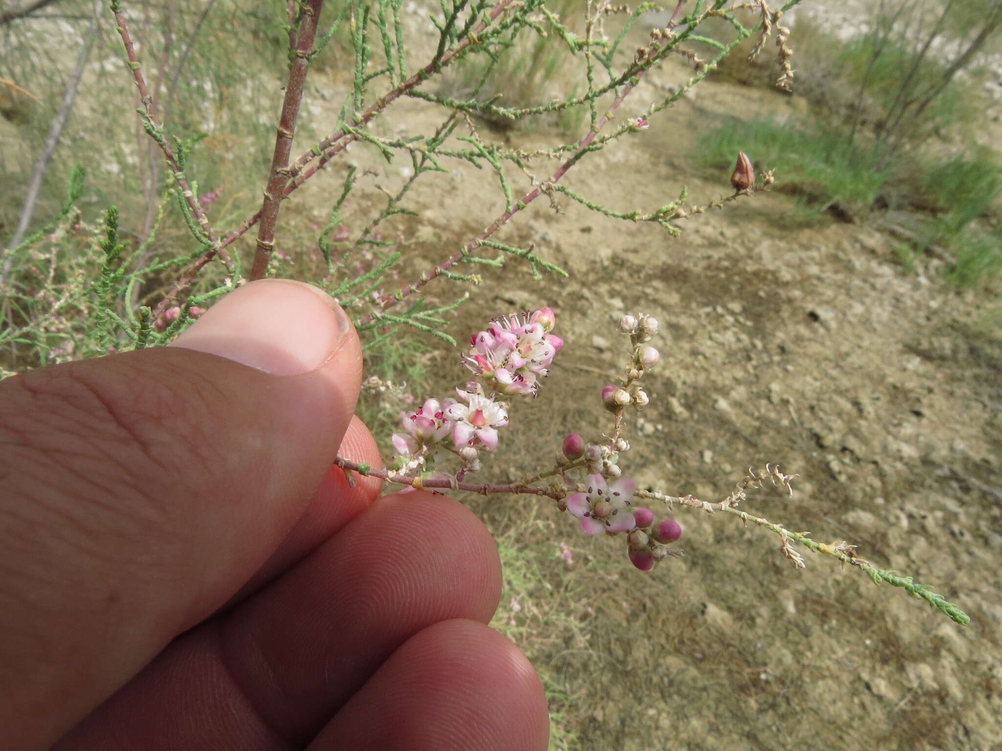 Image of Tamarix aucheriana (Decne.) Baum