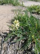 Image of Pomona milkvetch