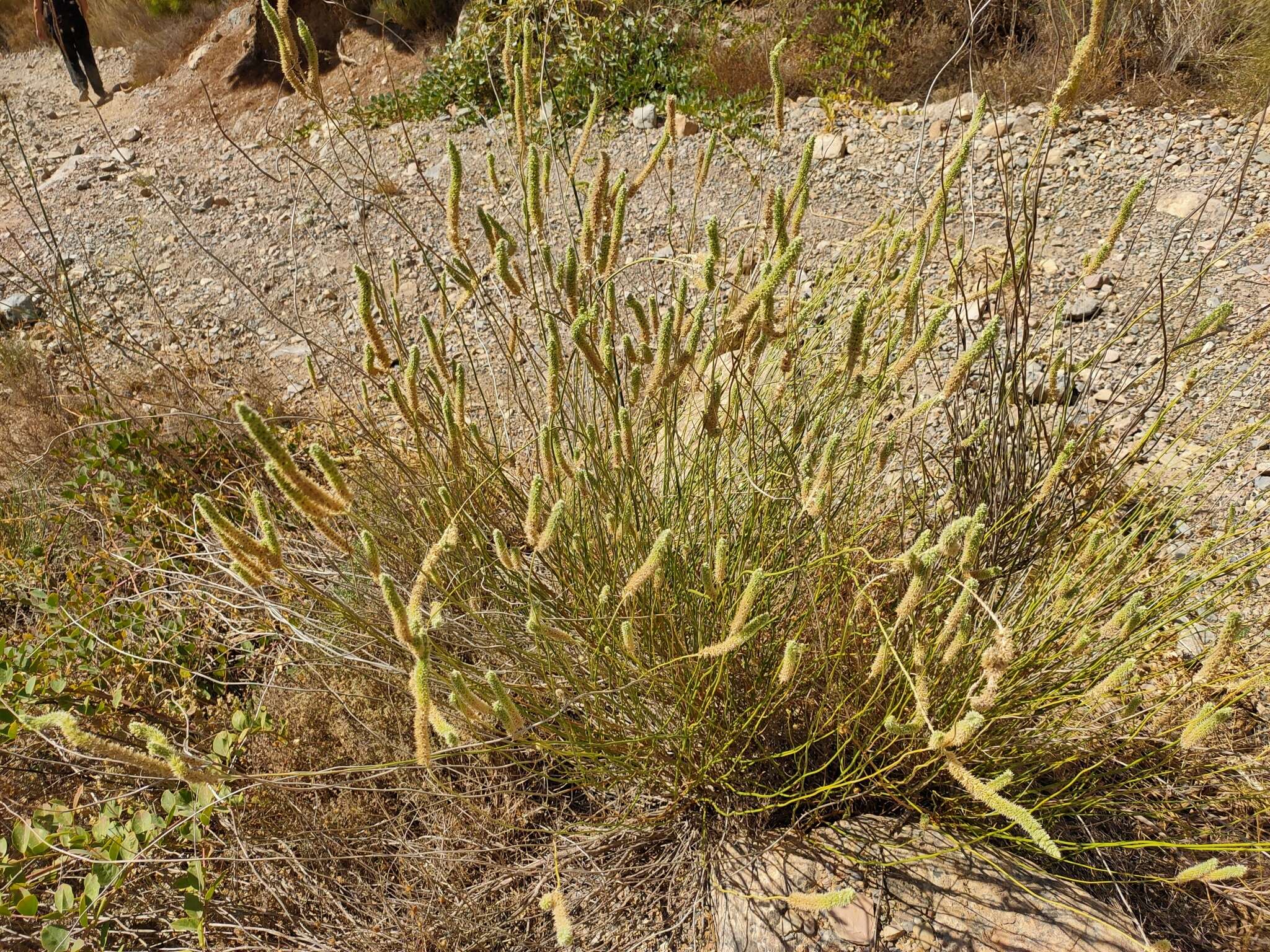 Image of Sideritis lasiantha Juss. ex Pers.