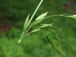 Image of broad-leaved meadow-grass