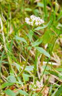 Image of <i>Valeriana tripteris</i>