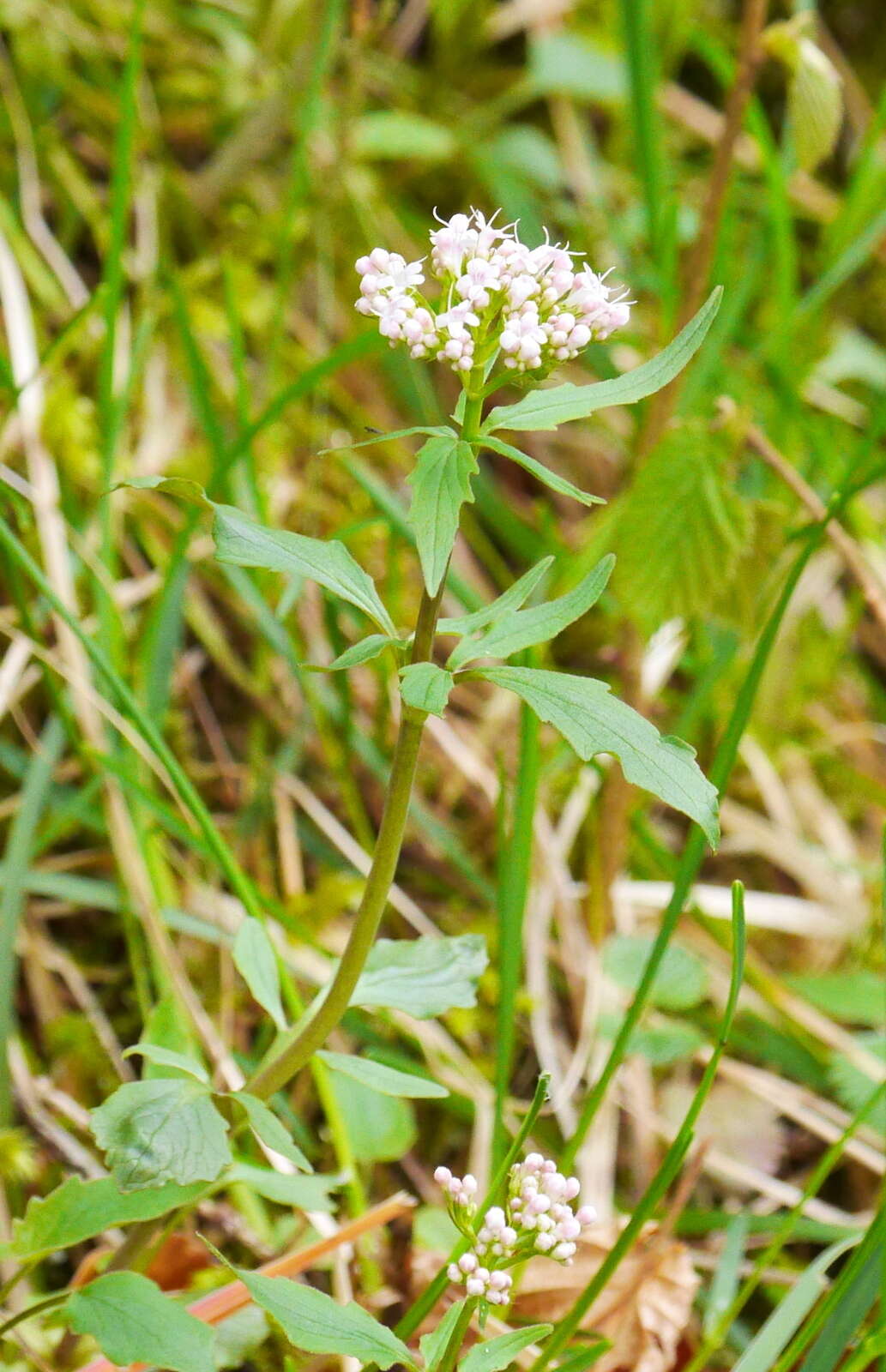 Image of <i>Valeriana tripteris</i>