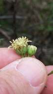 Image of prairie false willow