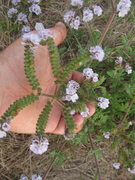 Image of Phacelia artemisioides Griseb.