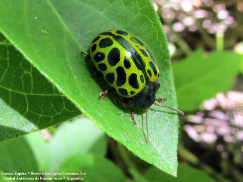 Calligrapha polyspila (Germar 1821)的圖片