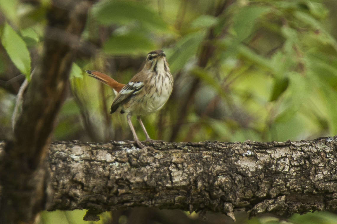 Image of Brown-backed Scrub Robin