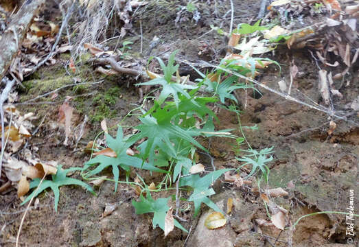 Dioscorea brachybotrya Poepp.的圖片