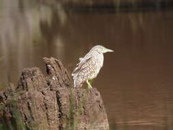 Image of Nycticorax caledonicus australasiae (Vieillot 1823)