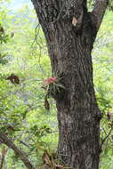 Image of Tillandsia streptophylla Scheidw.