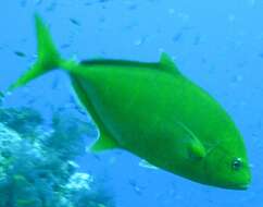 Image of Orange spotted trevally