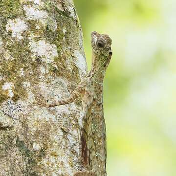 Sivun Draco taeniopterus Günther 1861 kuva