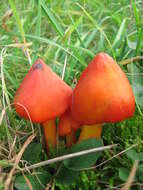 Image de Hygrophore conique