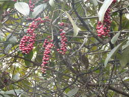 Image of Citharexylum subflavescens S. F. Blake