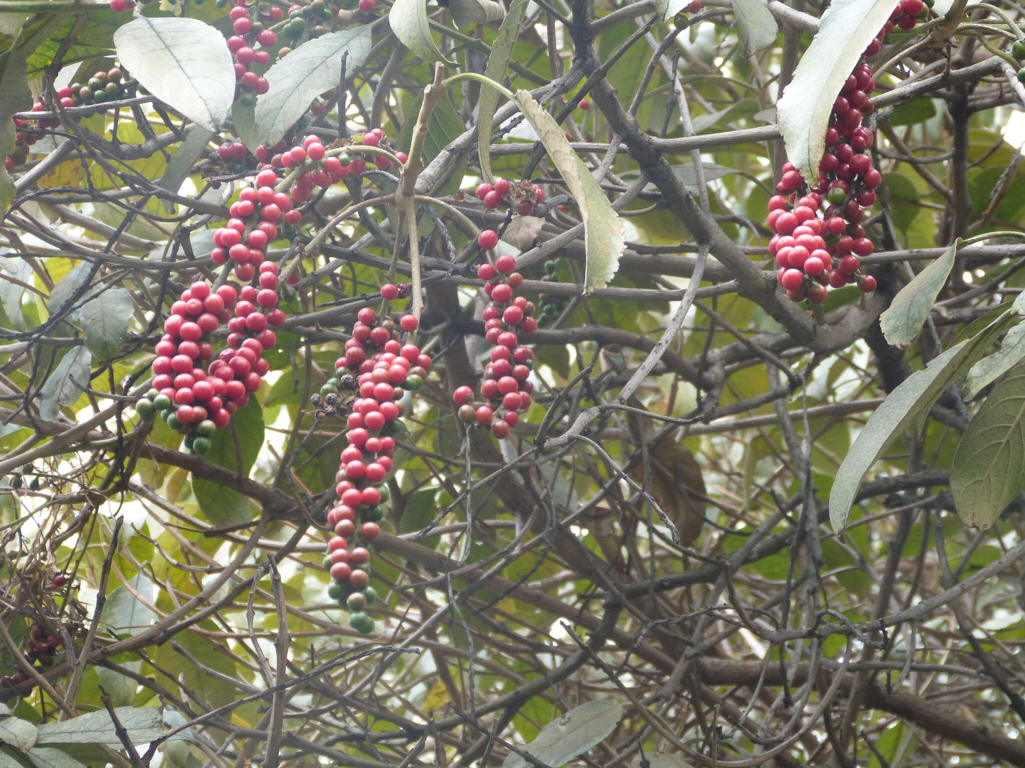 Image of Citharexylum subflavescens S. F. Blake