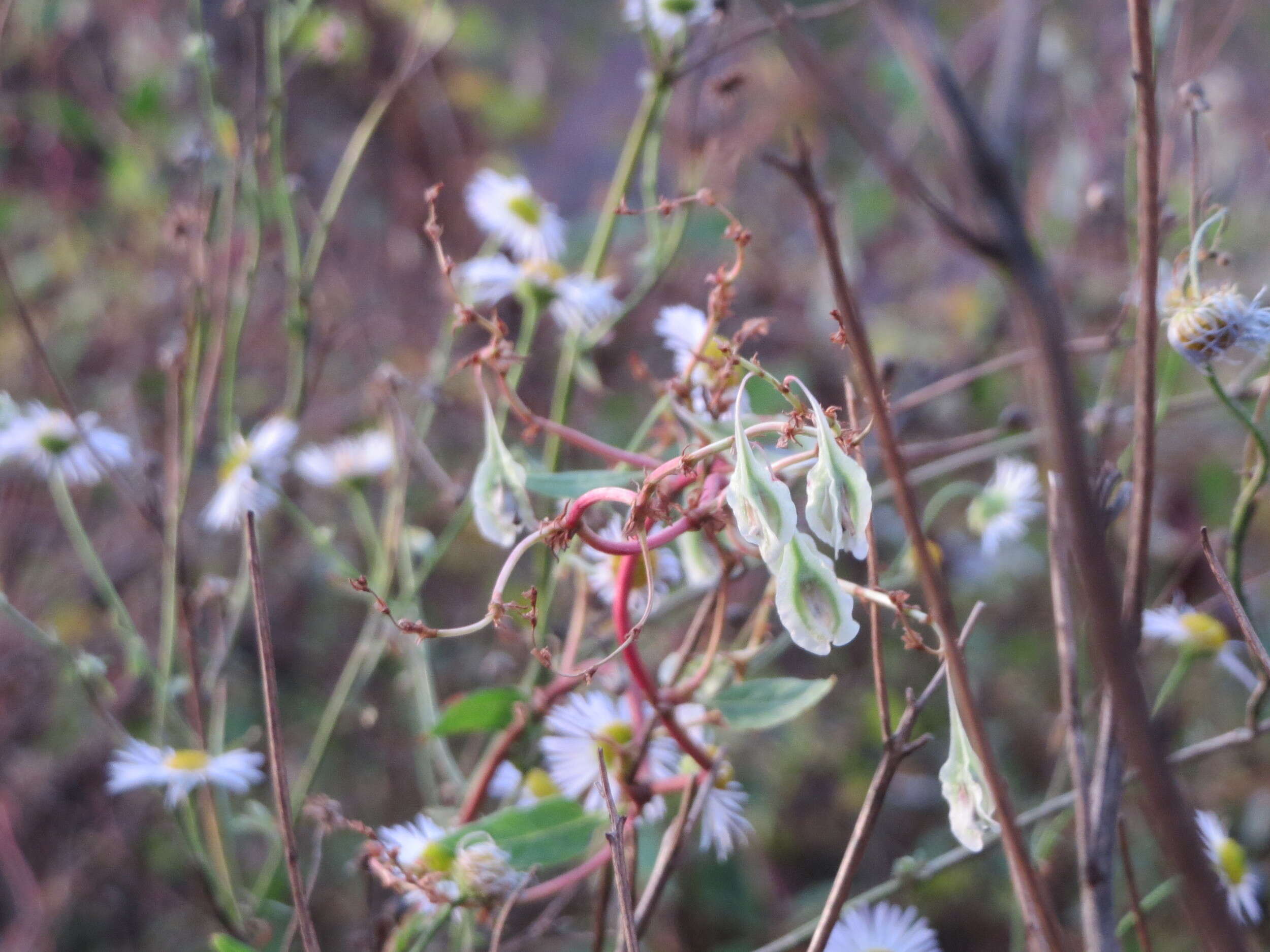 Image of Fallopia baldschuanica