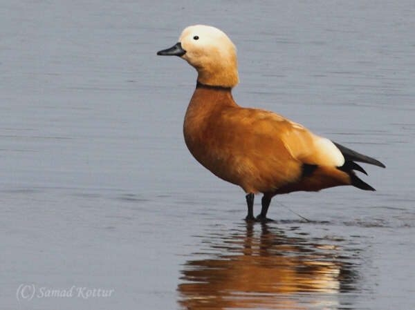 Image of Ruddy Shelduck